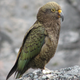 A kea parrot.
